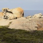 Sting i powrót na Kangaroo Island