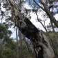 Drzewa Australii... 