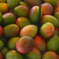 Sezon na mango
