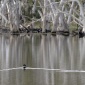 Australia z Jacob's Creek<br>Kangaroo Island, wyspa zielona…