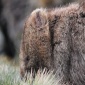 Wombat...